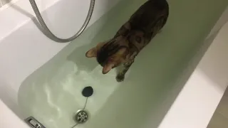 Кот моется в ванной 🛀 🚿 💦