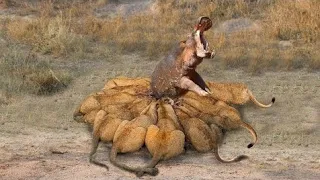 Lion Attack and Eat Hippo Alive - Animal Fighting |ATP earth|Male Lion Hunts and Kills Hippo