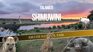 KRUGER NP | Talamati to Shimuwini | The one with Cheetahs & Hyenas