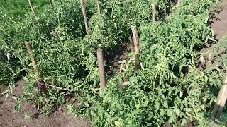 Сухой метод выращивания помидор. Метод без полива.