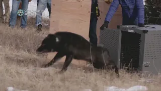 Reintroduced wolf kills calf in Colorado