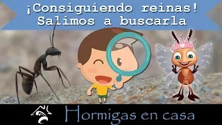 🐜🏠 Cómo conseguir una hormiga reina | Hormigas en casa ✅