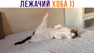 ЛЕЖАЧИЙ ХОБА ))) | Приколы с котами | Мемозг 1334