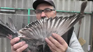 Внимание ! По просьбе зрителя показываю Кировоградских голубей !