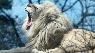 White Lion: The Rarest and Most Treasured Animal in the world
