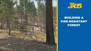 Can a forest survive a wildfire? Washington experts are testing it