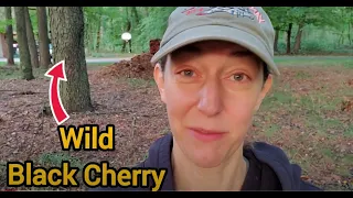 How to Identify Black Cherry