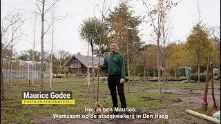Hoe plant je een boom? | Duurzaam Den Haag