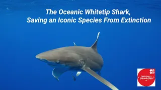 Saving the Endangered Oceanic Whitetip Shark
