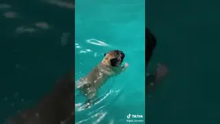 Мопс-амфибия / Pug amphibious