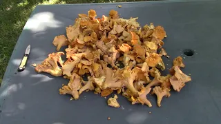 Missouri Summer Mushrooms