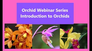 Orchid Webinar Series: Introduction to Orchids