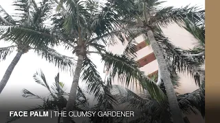 Tree hunting at a sub-tropical resort in Hong Kong | THE CLUMSY GARDENER