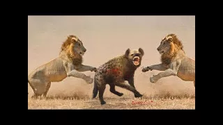 LİON vs HYENA ►► Real Fight - Bear Wild Wolf Cheetah Elephant - Most Amazing Wild Animal Attacks