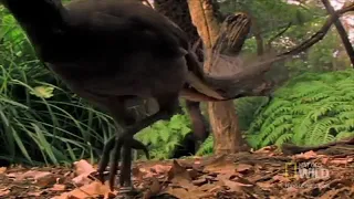 Лирохвост Menura novaehollandiae - певчая птица, обитающая в восточной Австралии и в Тасмании