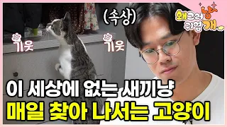 “새끼 잃은 고통이 아직..” TV 속 새끼 울음소리에 애처롭게 울부짖는 고양이.. 그런 모습이 안타까워 울먹이는 집사 │#왜그러냥귀엽개