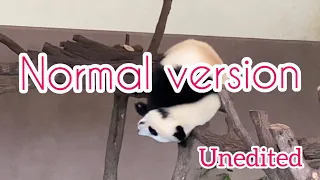 Pand Cub Fuhin🐼 Falling ❗️Caught ❗️ Climbing ❗️ Cuteness 💕 Homecoming Theater✨Japanese safari park