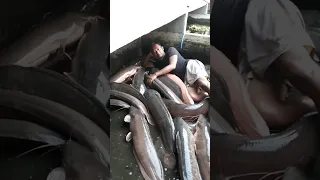 Bobo Bareng Ikan Lele Raksaksa