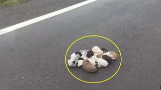 20 little abandoned puppies huddled together. Look what happened next!
