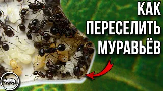 ПЕРЕСЕЛЕНИЕ MESSOR EBENINUS // КАК ПЕРЕСЕЛИТЬ МУРАВЬЕВ // AntKeeper