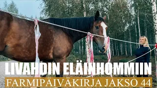 FARMIPÄIVÄKIRJA JAKSO 44: Livahdin eläinhommiin