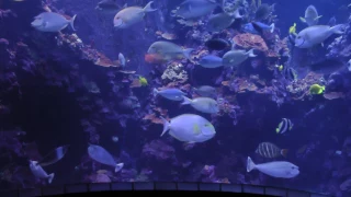 Aquariums at Maui Ocean Center, Wailuku (actually Maalaea), Maui, Hawaii