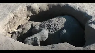 Спасение умирающего слона из ямы