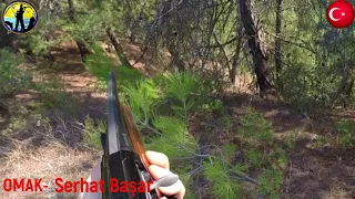 Osmaneneli Merkez Avcılar Kulübü Domuz Avı  - Serhat Başar / Wild Boar hunting