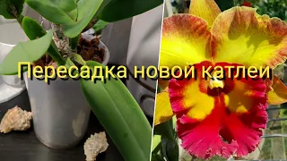 Пересадка новой катлеи Chomthong Fancy после покупки#обзор#покупка#цветы#original#plants