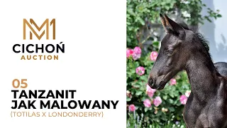 05 Tanzanit Jak Malowany (Totilas x Londonderry)