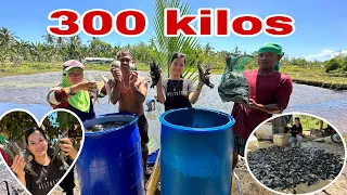 Masagana ang Harvest sa Area 1 nang Tilapia Fishpond! Puno lahat nang Drum ang daming isda! Part 1