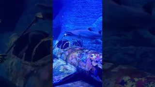 Abu Dhabi Aquarium- Sand Tiger Shark Feeding