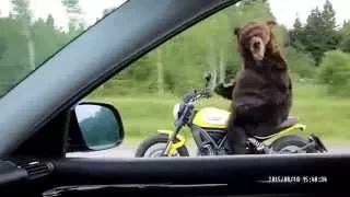 Russian crazy bear drive a Bike!!!