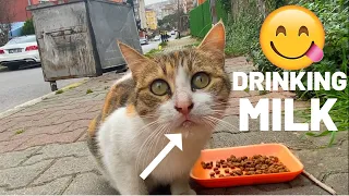 Feeding Funny and Cute Cats - Funny cats | YUFUS