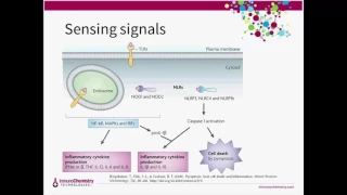 Inflammation, Pyroptosis, and Detecting Casapse-1 Activity