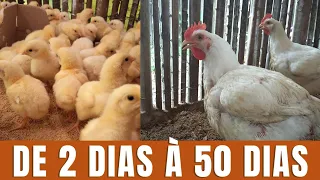 De 2 dias a 50 dias frangos de corte