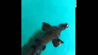 Swimming Pigs in the Bahamas