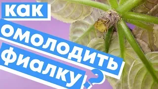 СУПЕР СПОСОБ КАК ОМОЛОДИТЬ ФИАЛКУ? ПРОВЕРЕННЫЕ И РАБОТАЮЩИЕ СПОСОБЫ!