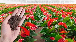 I Sprinkle 1 Spoon! Anthurium Without Flowers Suddenly Blooms Continuously All Year Long