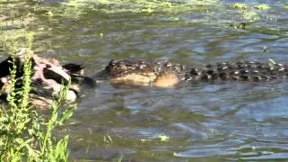 Alligator eating hog 2