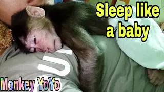 Monkey YoYo jr sleeps like a baby |Monkey Baby YoYo