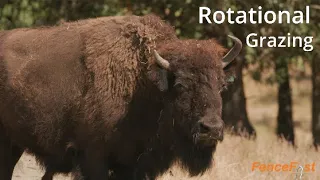 Containing Bison | Electric Fencing | Rotational Grazing.