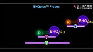 qPCR Probe Animation Video