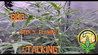 Bud Stacking week 5 flower