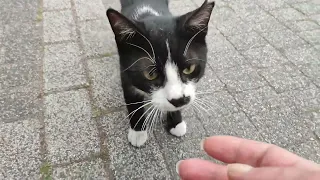 tuxedo cat wants to be friends with me but he is afraid 🤍