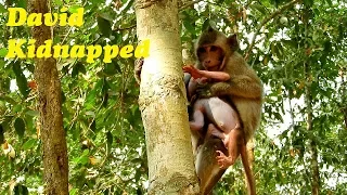 So pity poor baby monkey David scares & cry loudly call mom | David stuck in kidnapper