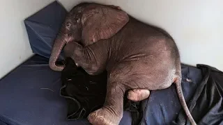 Baby Elephant Cast Aside By His Herd Is Desperately Lonely Until He Meets An Unlikely New Friend