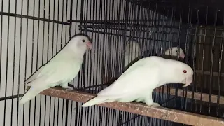 Z.S AVIARY  Lotino pasnat Albino black eyes spilt DD parblue 03161112741