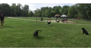 Best Dog Training in Columbus, Ohio! 8 Month Old Black Lab, Lily!