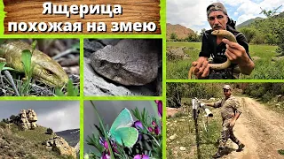 Ящерица, похожая на змею. Желтопузик.